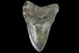 Bargain, Fossil Megalodon Tooth - North Carolina #91622-2